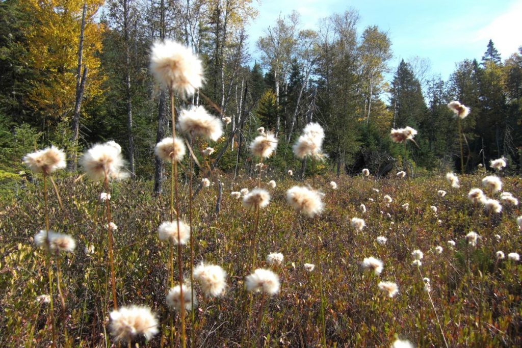 Parc de la Mauricie, Canada, l'écolo voyage pour un mariage dans sa famille