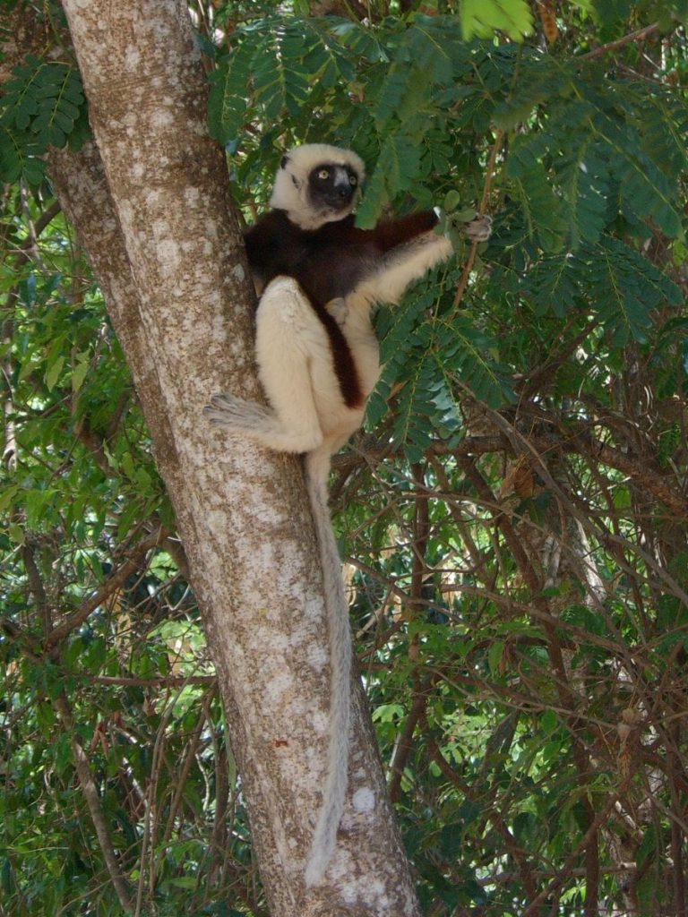 Lémurien à Madagascar