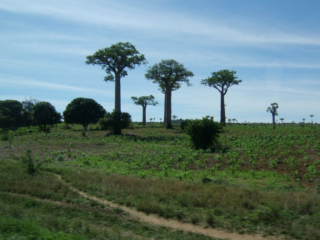 paysages de baobabs à madagascar 